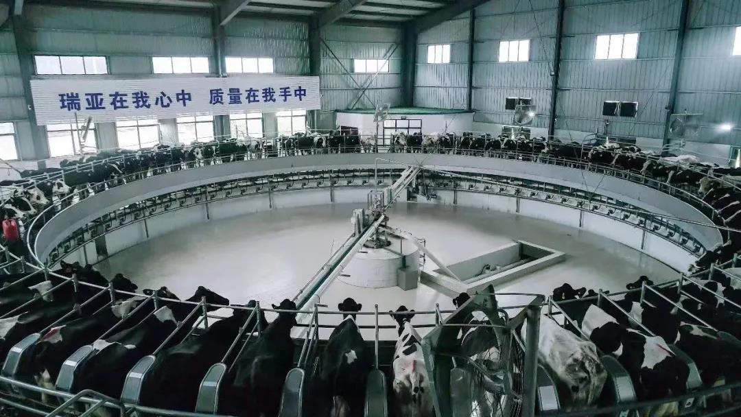 花花牛丨國家奶牛產業技術體系首席科學家、中國農業大學教授李勝利一行蒞臨花花牛魯山瑞亞參觀調研
