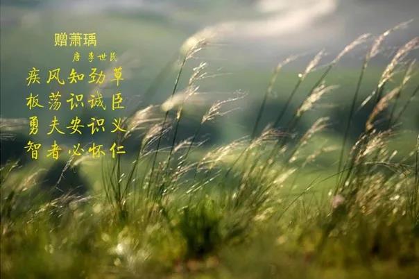 花花牛 | 疾風來臨，你是不是勁草？